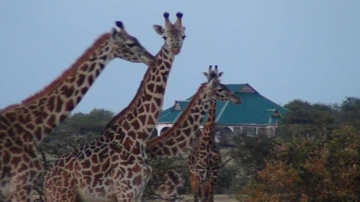 Narasha Homestay - Maasai Mara Talek Екстер'єр фото