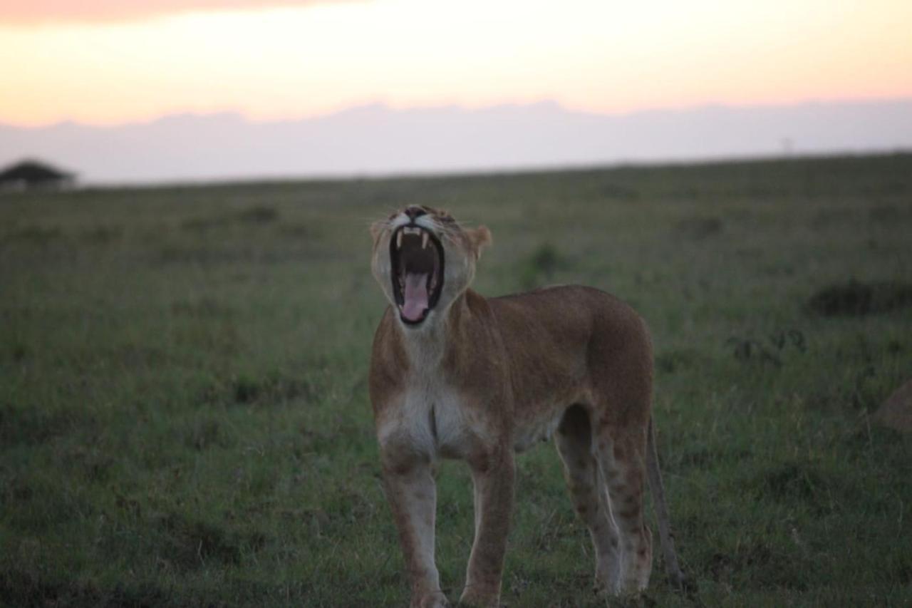 Narasha Homestay - Maasai Mara Talek Екстер'єр фото