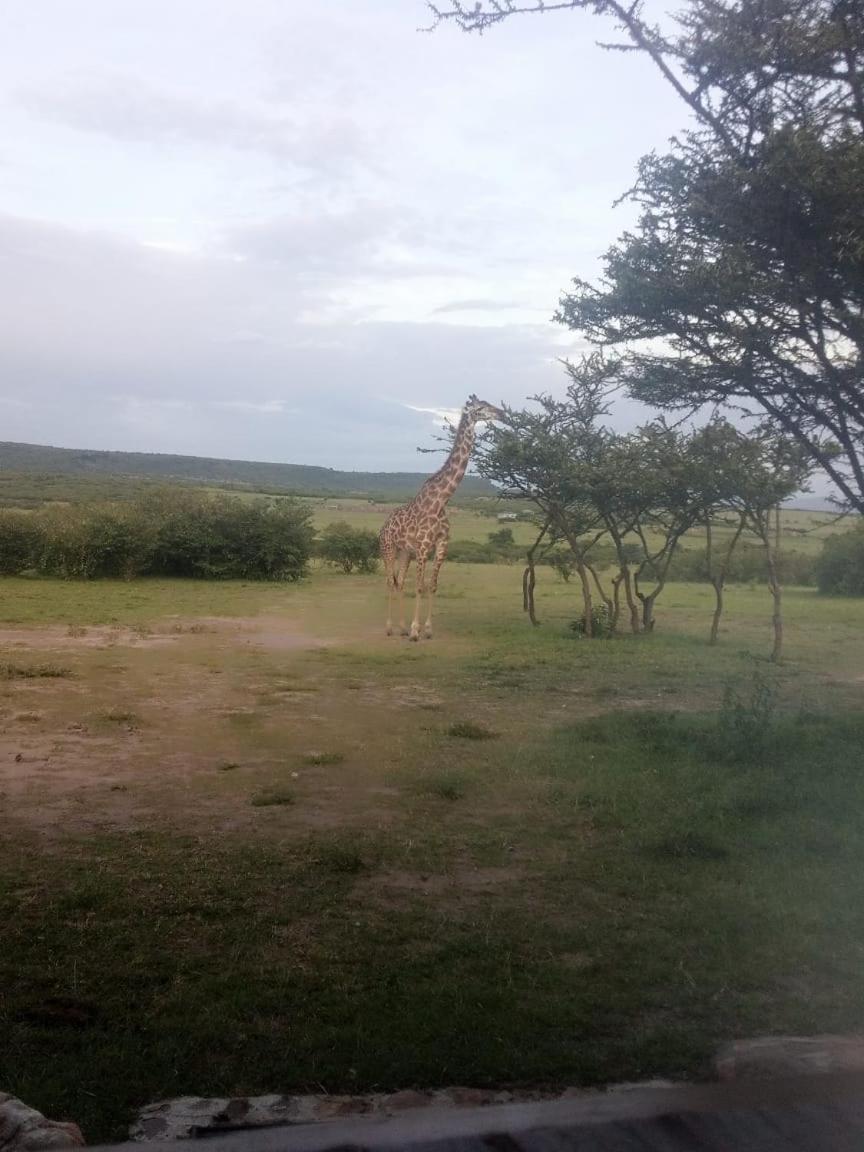 Narasha Homestay - Maasai Mara Talek Екстер'єр фото