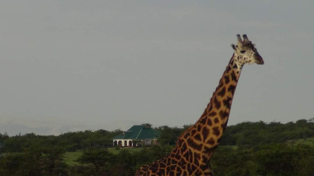 Narasha Homestay - Maasai Mara Talek Екстер'єр фото