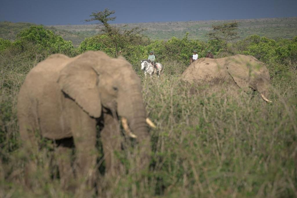 Narasha Homestay - Maasai Mara Talek Екстер'єр фото